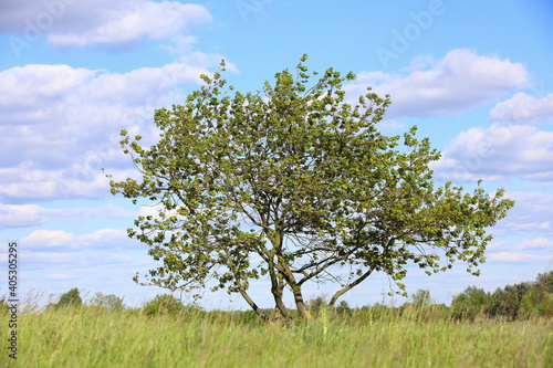Tree on a meadow, Poland