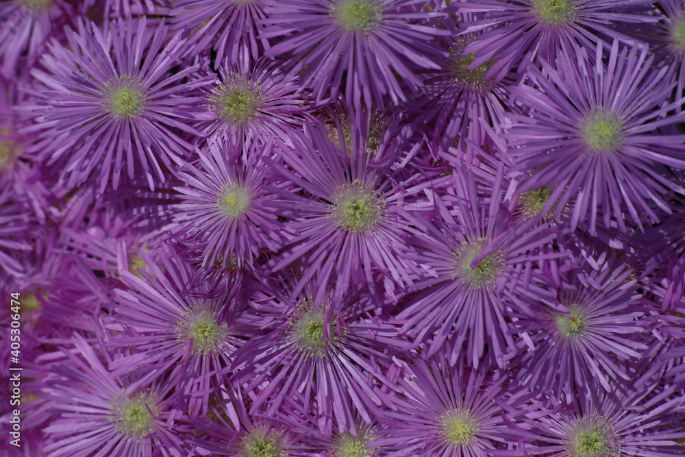 Flowers Flowers