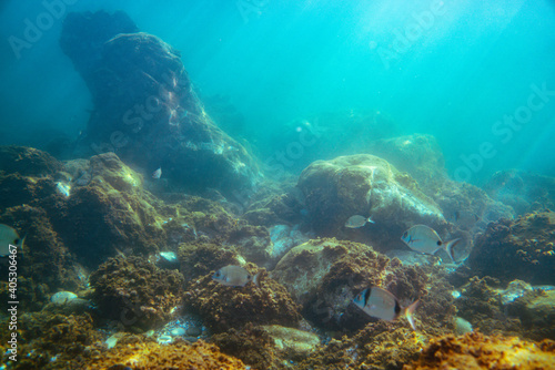 Fototapeta Naklejka Na Ścianę i Meble -  Underwater photo near the coast of flora and fauna on rocky seabed