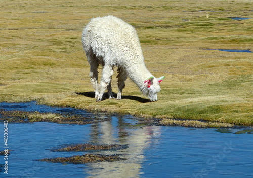 Alpaca Huacaya animal grazing in the meadow bofedalin in Bolivian Andes Highlands. photo