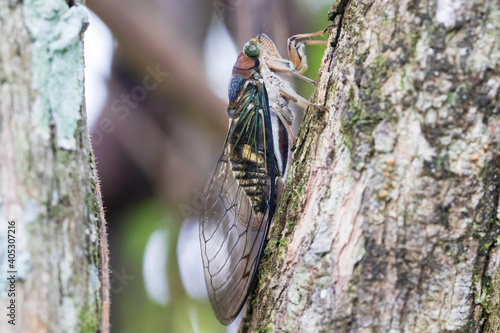 tonggeret (Cicadas) in tree