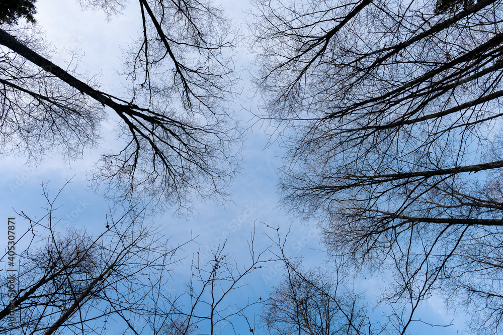 view of the tops of bare trees in winter when all the leaves have fallen view of the tops of bare trees in winter when all the leaves have fallen