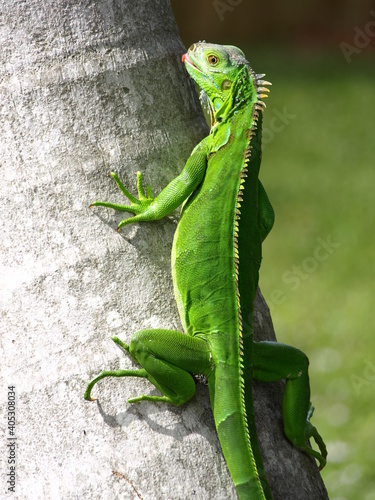 Iguana be in pictures tree climber