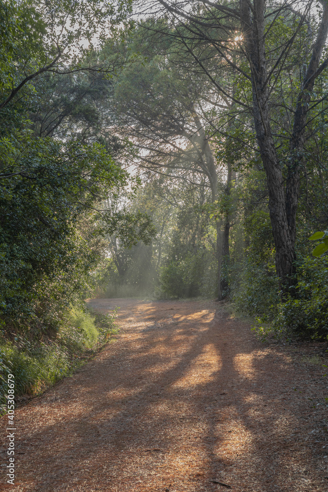 Obraz premium path in the forest