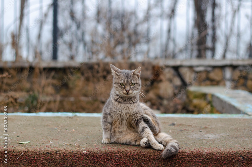 Naklejka premium A spotted street cat sits on a fence. Yard cat. Pet.