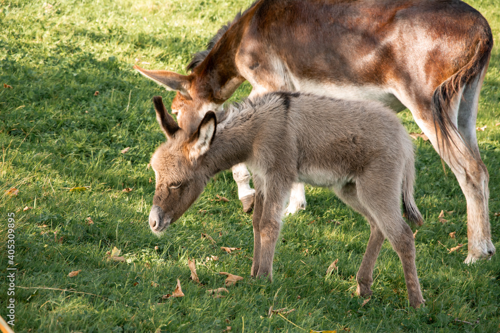 Young donkey in a field on a farm Young donkey in a field on a farm