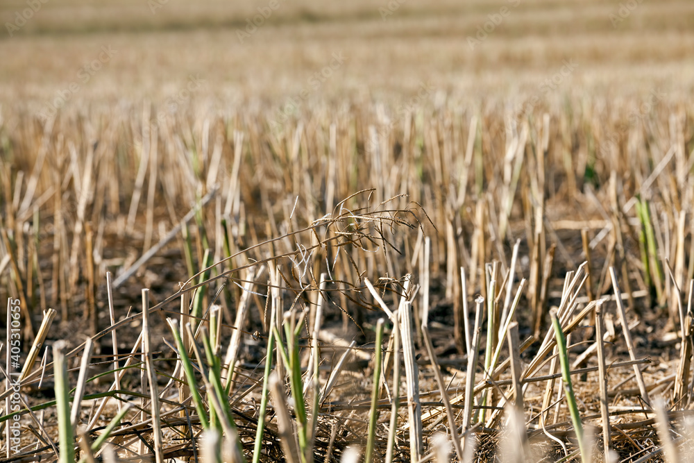 Fototapeta premium agricultural field with prickly straw