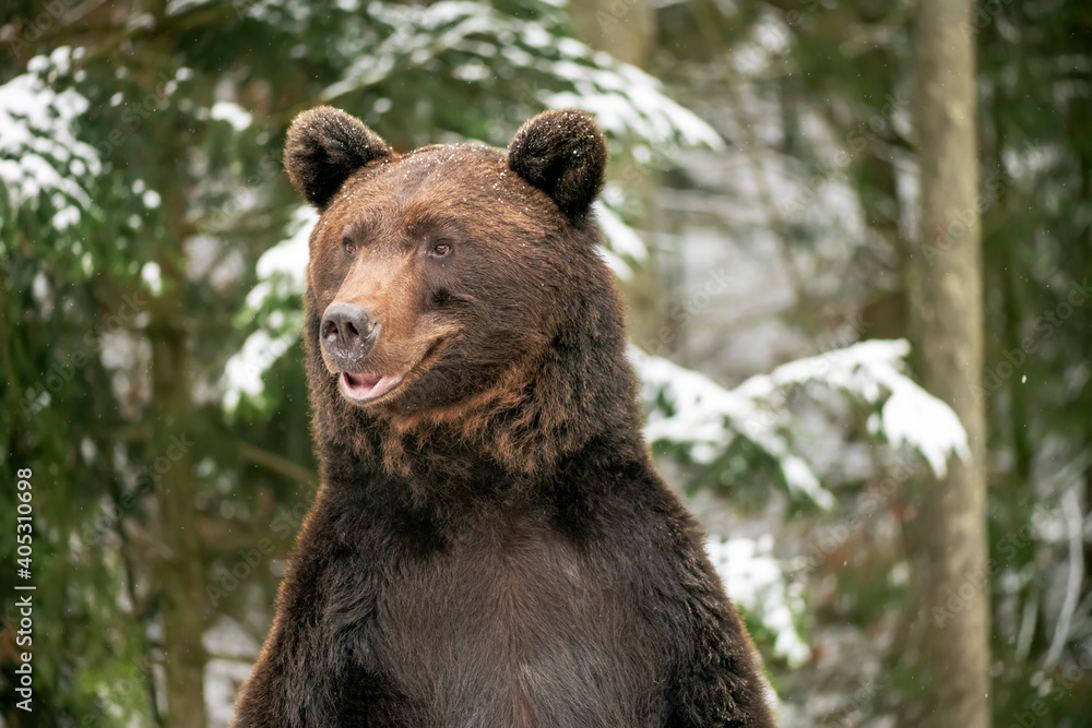 Fototapeta premium Brown bear in the winter forest