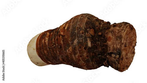 Realistic render of a rotating Taro (Gabi) Root on white background. The video is seamlessly looping, and the 3D object is scanned from a real root (corm).
 photo