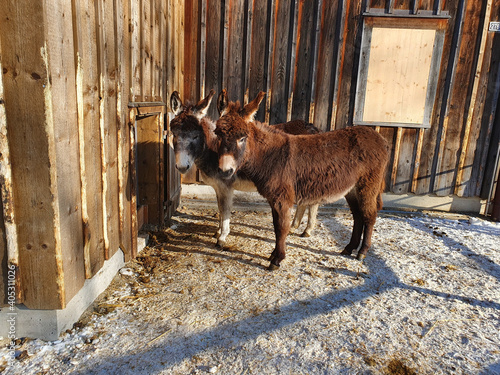 Fotografering Closeup shot of two donkeys near a barn in a snowy field