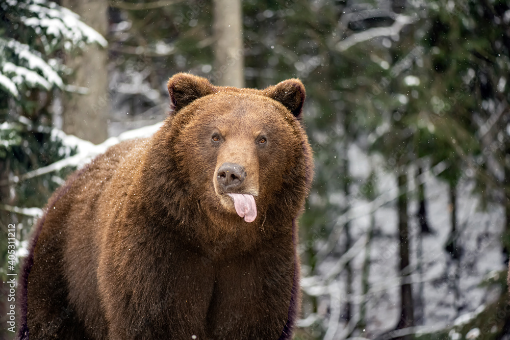 Brown bear in the winter forest showing tongue