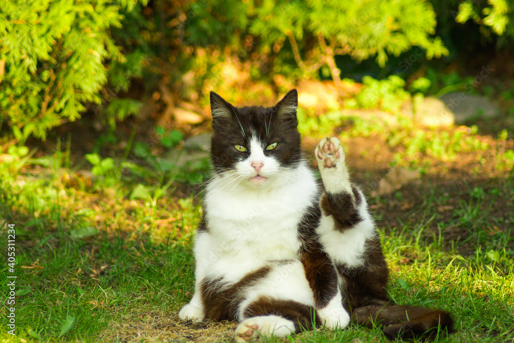 Black and white cat sits with its hind paw raised and looks intently at the camera. Isolated on green grass at front or back yard. Black and white cat sits with its hind paw raised and looks intently at the camera. Isolated on green grass at front or back yard.