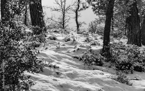 Snow cover in the Sierra de Huetor Natural Park photo