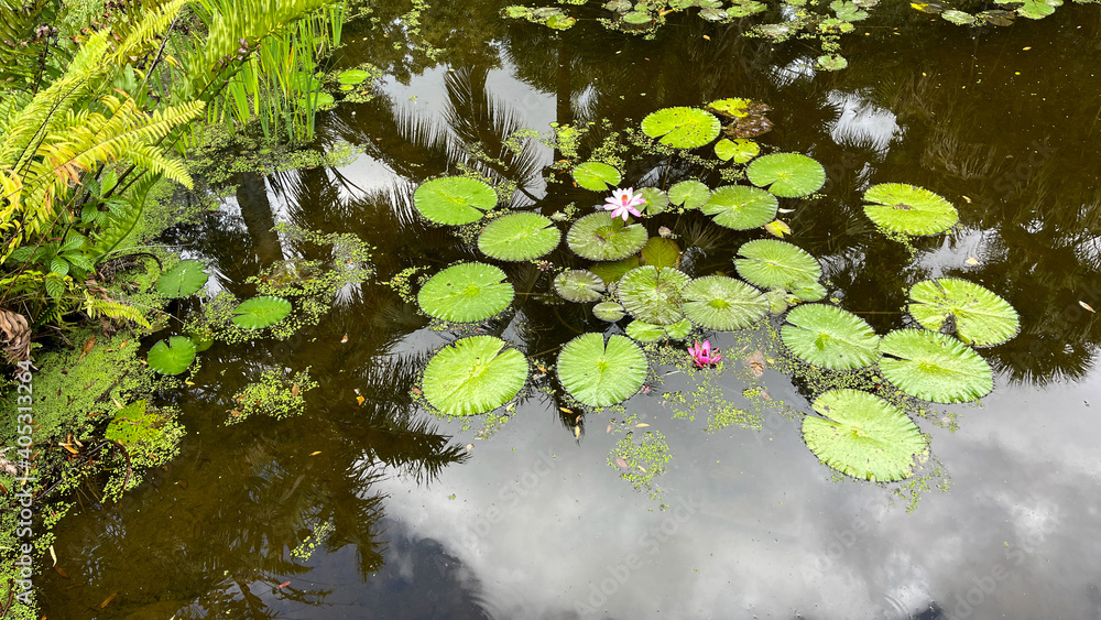 Tropical water pond with water lillies in a botanical garden Tropical water pond with water lillies in a botanical garden