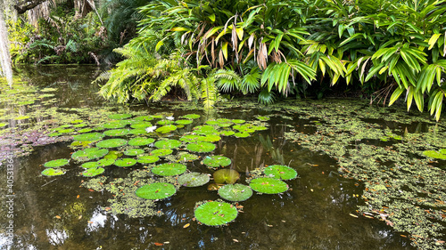 Tropical water pond with water lillies in a botanical garden