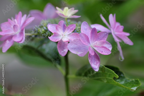ピンク色の紫陽花