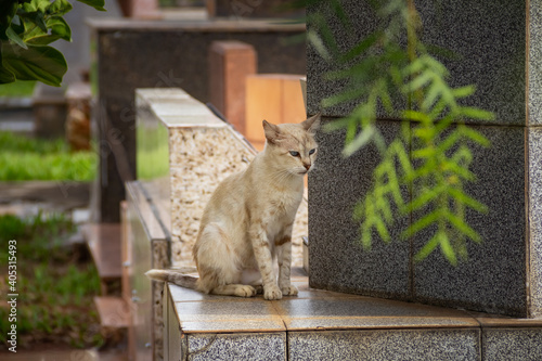 Gato abandonado em um cemitério. Gato branco sentado em túmulo. © Angela