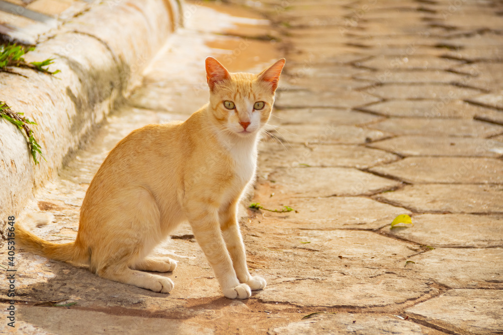 Gato abandonado em um cemitério. Gato amarelo sentado na rua, próximo da calçada, olhando diretamente para a câmera. Gato abandonado em um cemitério. Gato amarelo sentado na rua, próximo da calçada, olhando diretamente para a câmera.