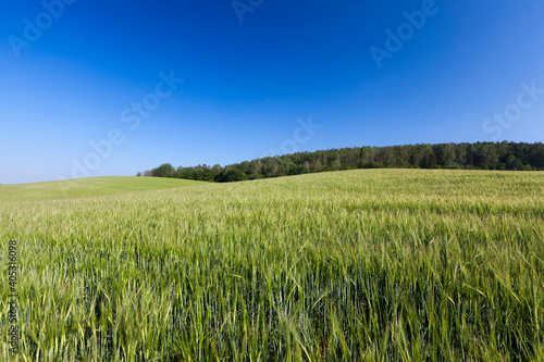 landscape of agricultural crop rye