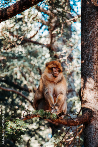  macaque sitting on a tree