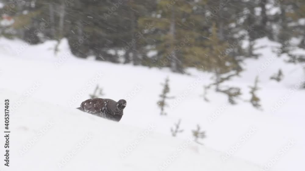 Grouse in the Canadian Rockies Grouse in the Canadian Rockies