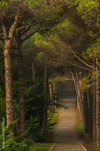 path in the forest