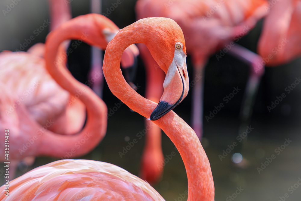 Obraz premium pink flamingos