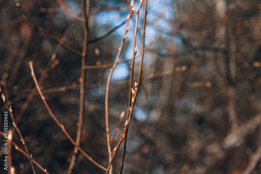 Spring branch with swelling buds Spring branch with swelling buds