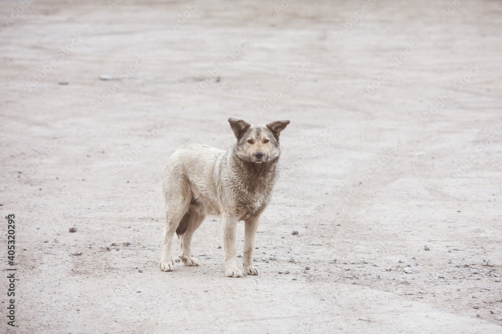 Street wild dog. Abandoned dog.