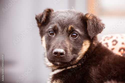 Portrait of a cute puppy, focus on the eyes. Little fluffy adorable puppy
