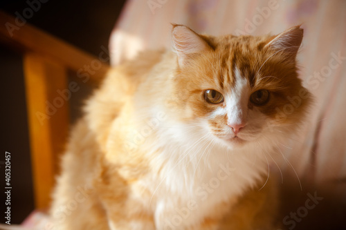 Beautiful ginger cat. Portrait of a fluffy ginger cat © Simon