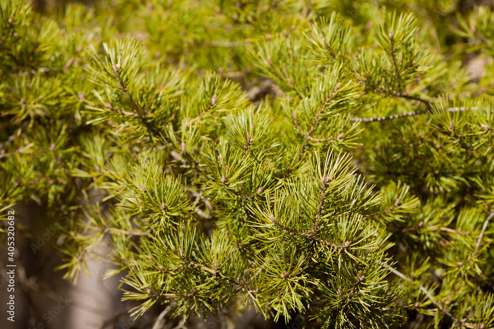 Pine branches. Beautiful background with green pine branches close up Pine branches. Beautiful background with green pine branches close up