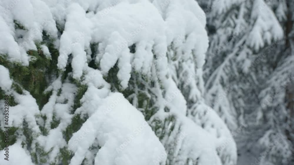 The closer look of the green leaves of the spruce trees filled with thick white snow on a winter season