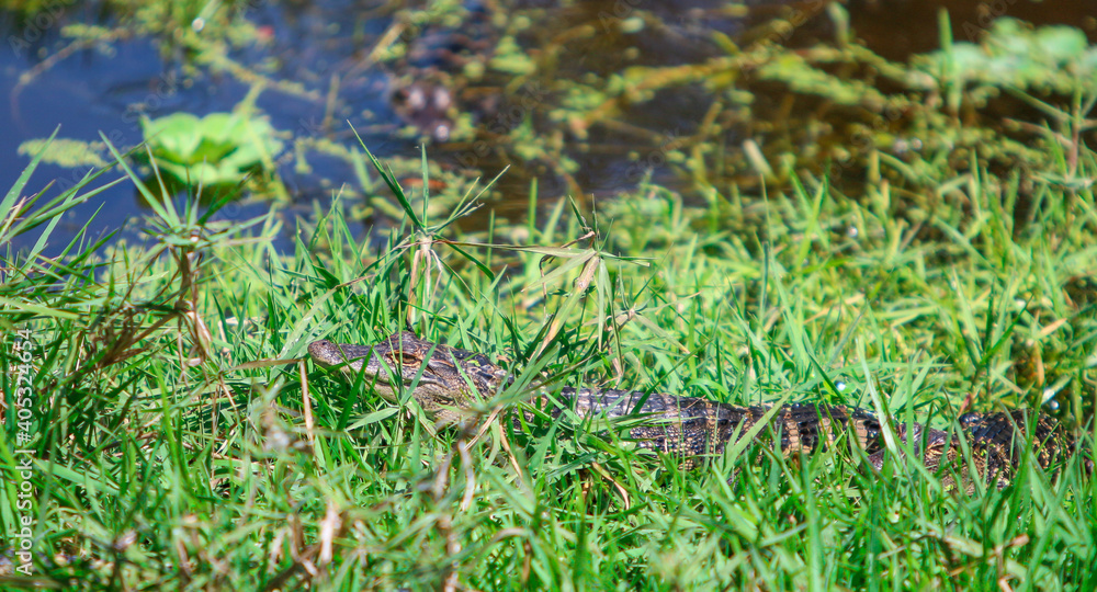 Fototapeta premium Young alligator in the grass