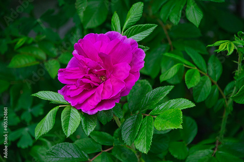Closeup shot of blooming pink Hansa Rose with leaves in the garden photo