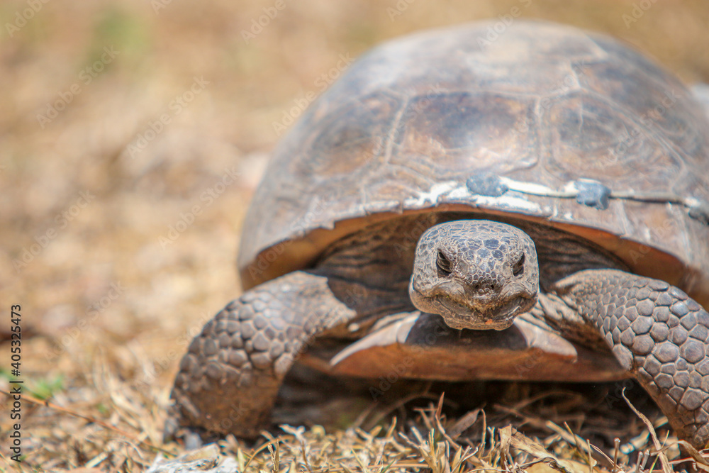Obraz premium Gopher Tortoise
