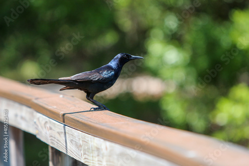 crow on the fence