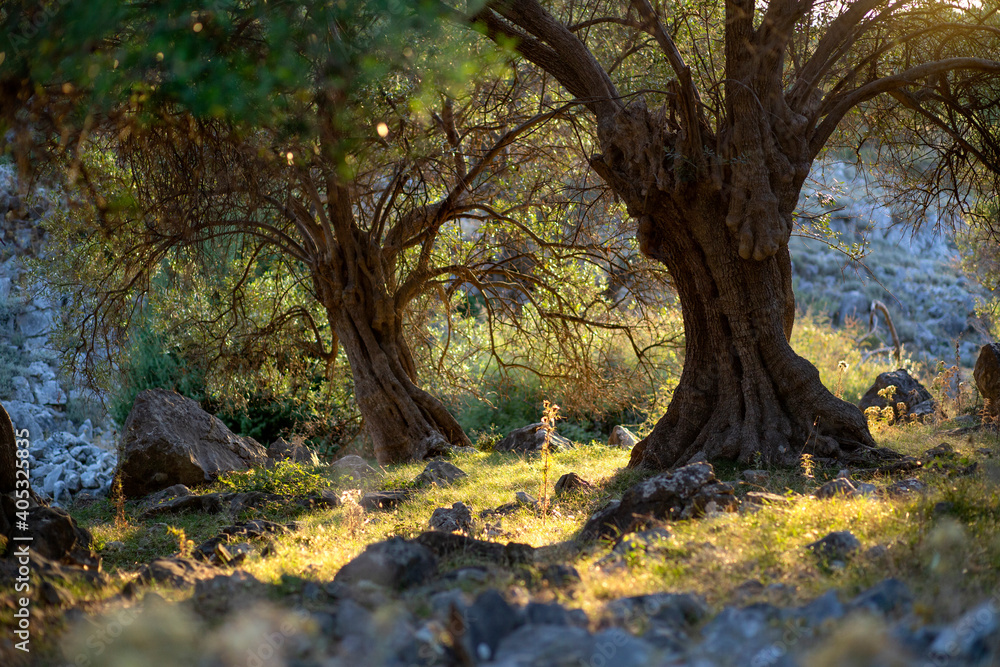 Old garden with olive trees.
Old olive trees at sunset Old garden with olive trees.
Old olive trees at sunset