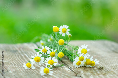 chamomile on wooden background