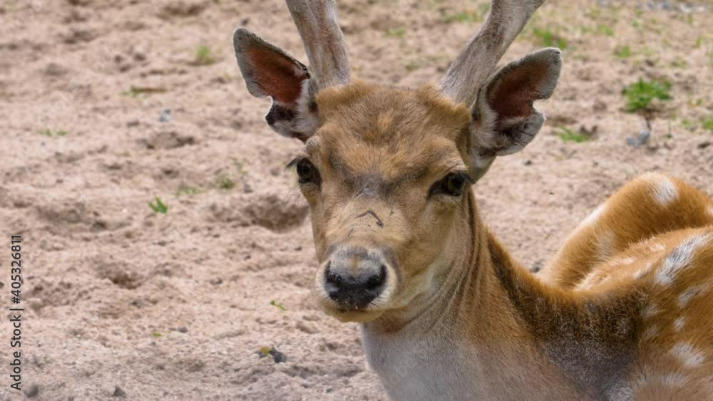 axis deer close up wiggling his nose axis deer close up wiggling his nose