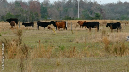 Cows at field