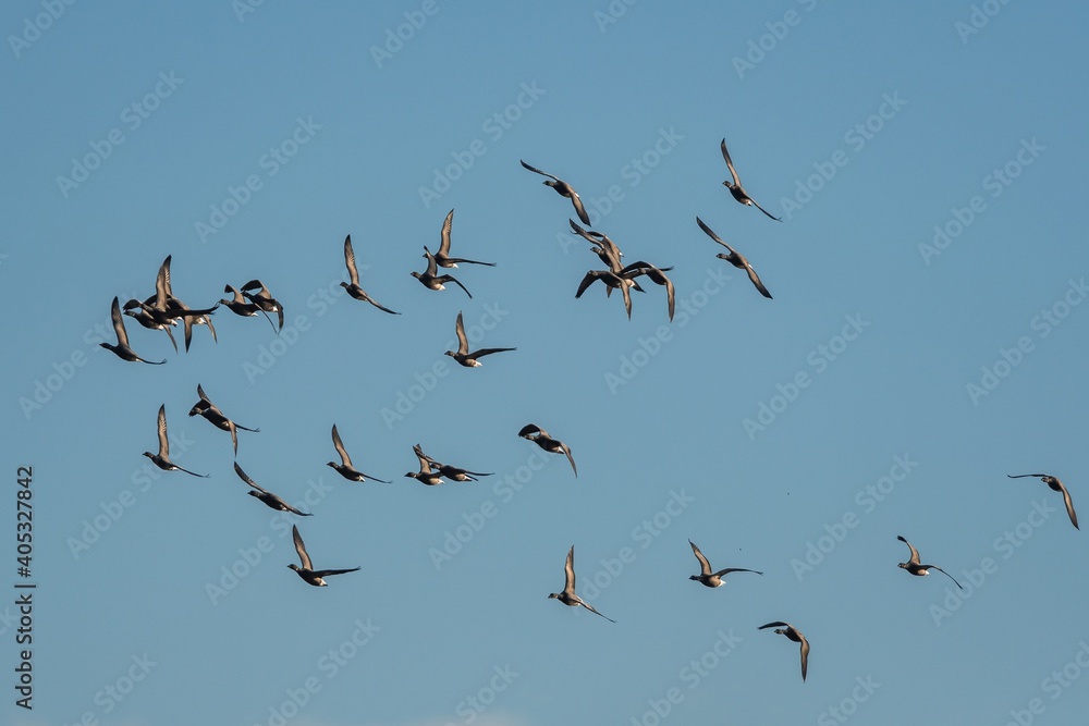 Brent Geese  in flight, Brent Goose, Branta bernicla in Devon in England, Europe