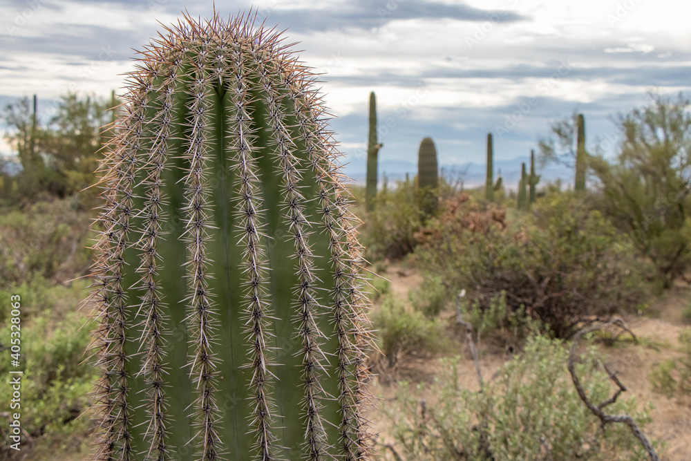 Fototapeta premium Beautiful saguaro cacti in arid wilderness of Arizona's Sonoran Desert - Saguaro National Park, Tucson, Arizona, USA