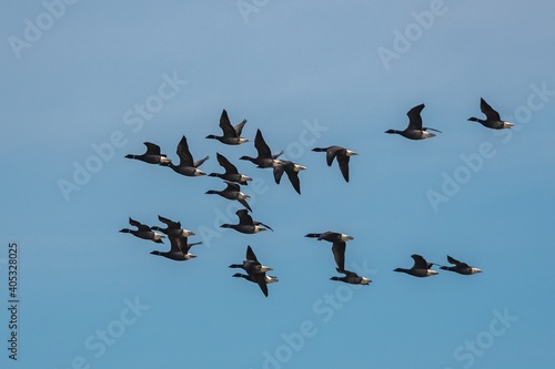 Brent Geese  in flight, Brent Goose, Branta bernicla in Devon in England, Europe