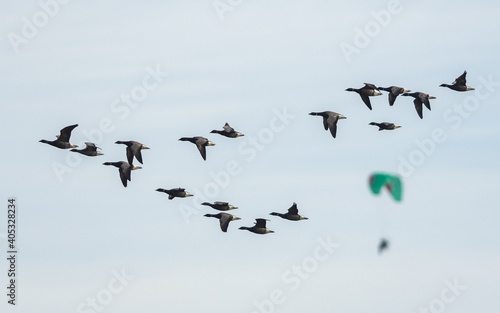 Brent Geese in flight, Brent Goose, Branta bernicla in Devon in England, Europe