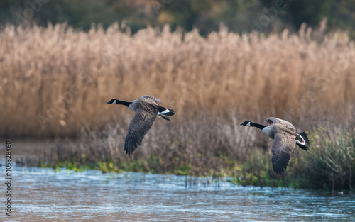 Canada Geese, Canada Goose, Branta Canadensis in environment  © Maciej Olszewski