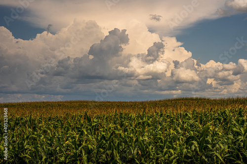Cornfield Clouds