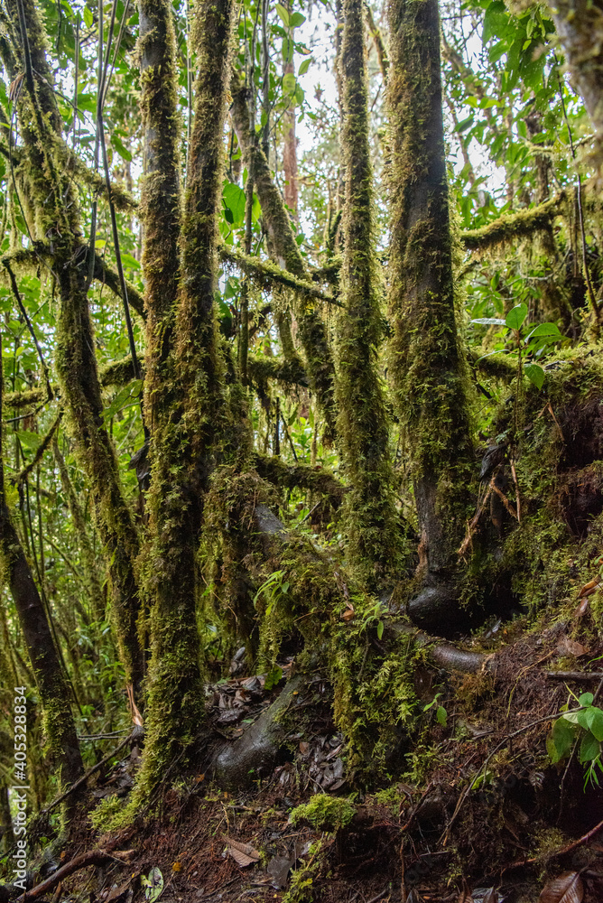 Fototapeta premium bosque humedo en laguna de la cocha Colombia 