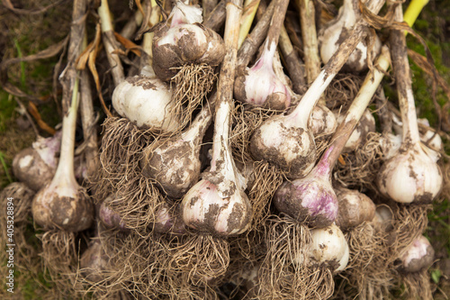 Garlic bulbs closeup. Bunch of fresh raw dirty organic garlic harvest with roots	

