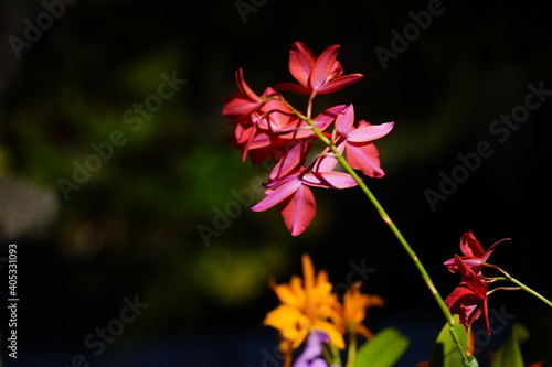 赤い蘭の花と背景のオレンジ色の蘭の花